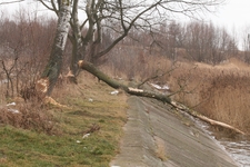 Bóbr europejski21sty2